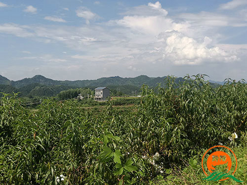 黔陽瞐黔陽黃桃產(chǎn)業(yè)園11